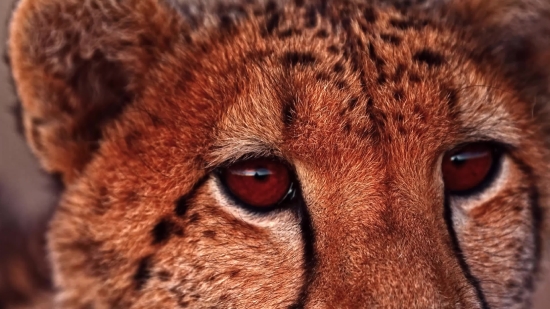 Free Fire Background Video Download, Cheetah, Big Cat, Feline, Cat, Fur