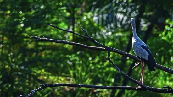 Free Fire Short Video Download, Tree, Bird, Dove, Woody Plant, Branch