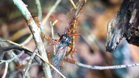 Free Footage Background, Tree, Spiny Lobster, Arthropod, Crustacean, Branch