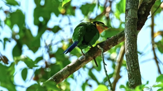 Free Free Video, Bee Eater, Bird, Wildlife, Beak, Feather