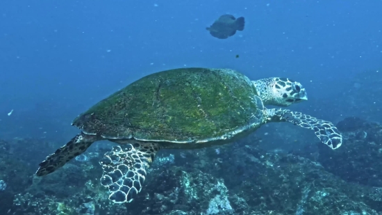 Free Gradient Background Video, Loggerhead, Sea Turtle, Turtle, Sea, Water