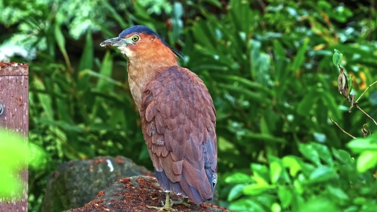 Free Green Screen Backgrounds, Bird, Robin, Wildlife, Thrush, Beak