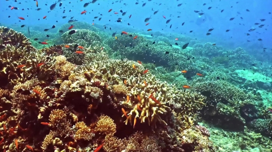 Free Images To Use On Website, Coral Reef, Reef, Ridge, Underwater, Coral