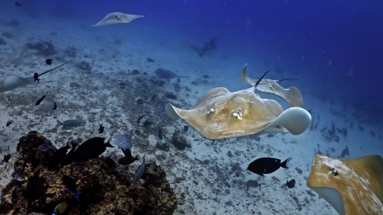 Free Intro Background Video, Stingray, Ray, Fish, Sea, Ocean