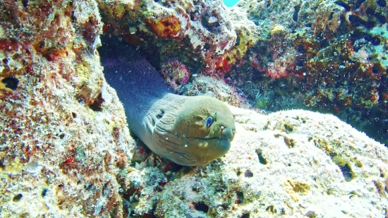 Free Moving Zoom Backgrounds, Eel, Fish, Underwater, Coral, Sea