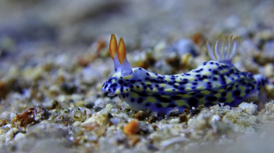 Free Nasa Footage, Sea Slug, Gastropod, Mollusk, Invertebrate, Underwater