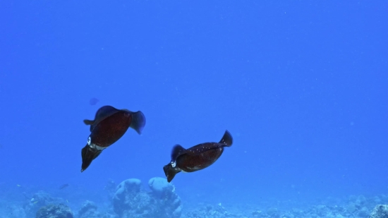 Free Net Video, Reef, Underwater, Fish, Sea, Ocean