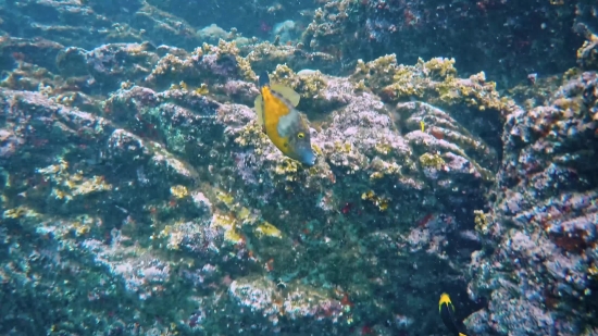 Free Old Video Footage, Coral Reef, Reef, Ridge, Underwater, Fish