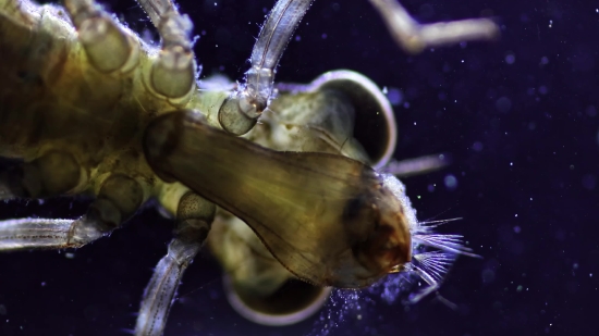 Free Particle Footage, Invertebrate, Mollusk, Animal, Water, Sea