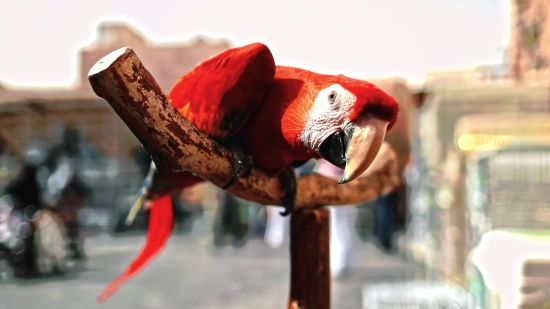 Free Photo Stock Images, Macaw, Bird, Parrot, Animal, Beak