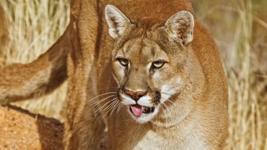 Free Photos, Cougar, Wildcat, Cat, Feline, Lion