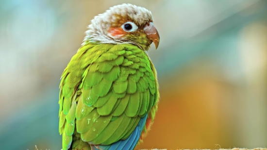 Free Photos For Commercial Use, Parrot, Bird, Macaw, Beak, Wildlife