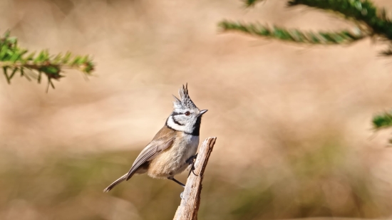 Free Pictures Download, Nightingale, Thrush, Bird, Wildlife, Beak