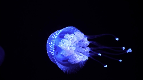 Free Print Video, Jellyfish, Invertebrate, Animal, Light, Art