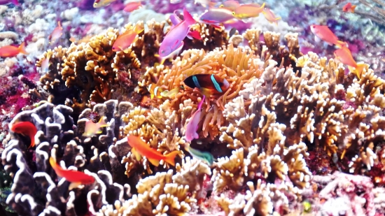 Free Retro Video, Reef, Polyp, Underwater, Coral, Fish