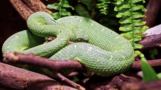 Free Royalty Free Photos, Green Snake, Snake, Reptile, Wildlife, Green Mamba