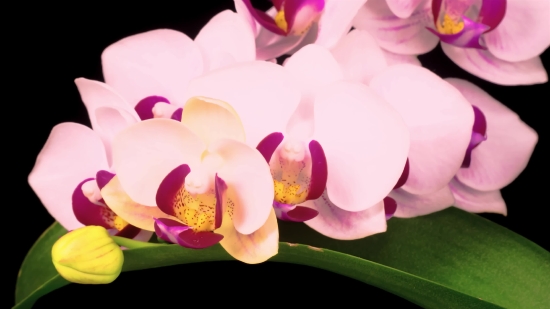 Free Royalty Free Video Footage, Pink, Flower, Petal, Flowers, Blossom