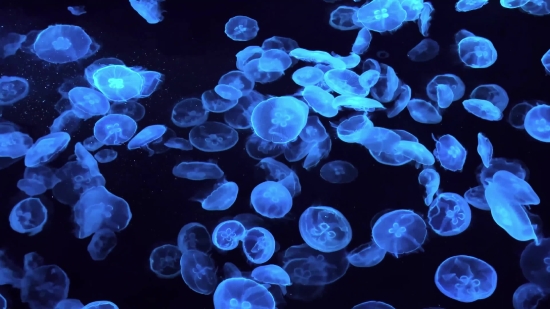 Free Sad Background Video, Jellyfish, Invertebrate, Animal, Light, Pattern