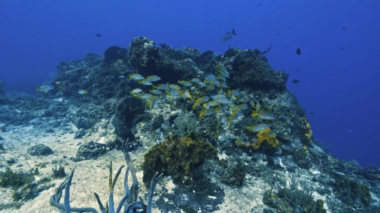 Free Sad Video, Coral Reef, Reef, Ridge, Underwater, Sea