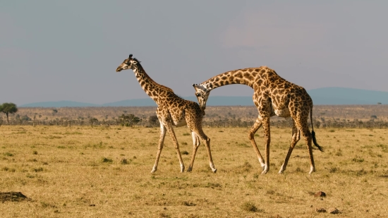 Free Stock Fireplace Video, Giraffe, Animal, Safari, Wildlife, Mammal