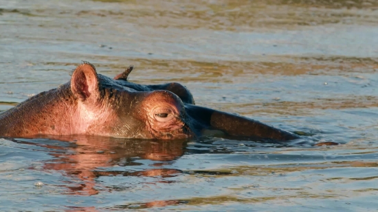 Free Stock Footage And Motion Graphics, Hippopotamus, Ungulate, Mammal, Water, Wildlife