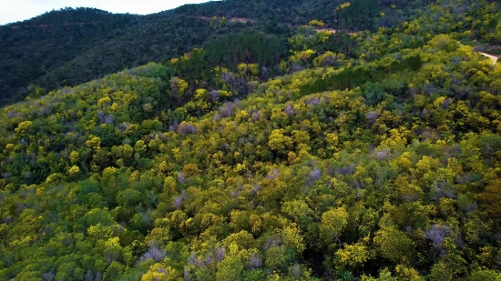 Free Stock Footage Downloads, Woody Plant, Tree, Gorse, Shrub, Vascular Plant