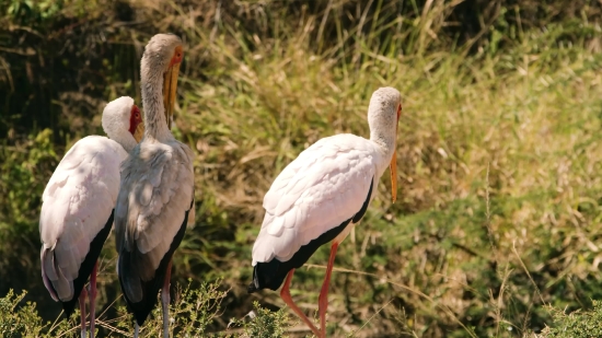 Free Stock Footage Loop, Ibis, Wading Bird, Aquatic Bird, Bird, Beak