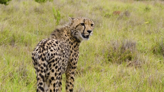 Free Stock Footage Video Clips Download, Cheetah, Big Cat, Feline, Wildlife, Safari