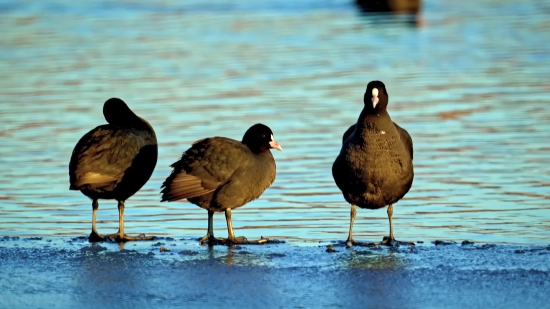 Free Stock Photography, Coot, Wading Bird, Bird, Wildlife, Water