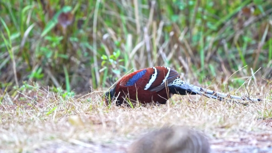 Free Stock Photos No Watermark, Partridge, Game Bird, Game, Bird, Grass