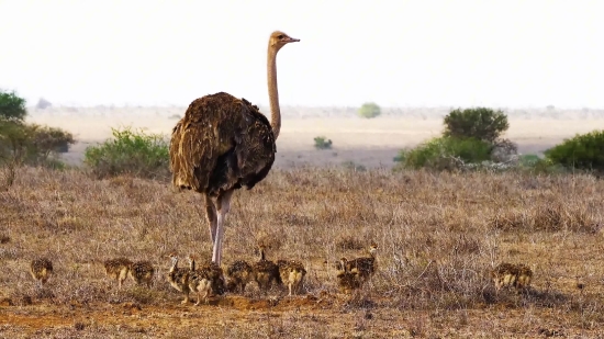 Free Stock Video Creative Commons, Ostrich, Bird, Wildlife, Animal, Wild