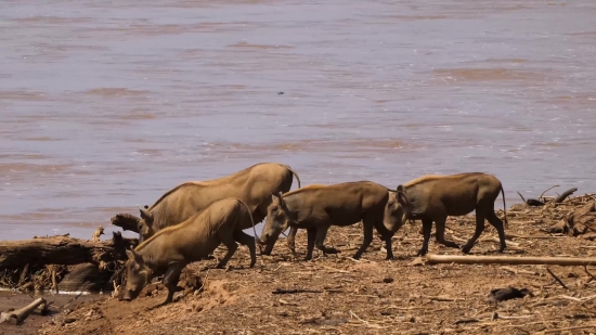 Free Stock Video Footage Library, Water Buffalo, Old World Buffalo, Ruminant, Wild, Wildlife