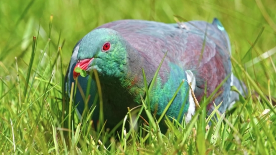 Free Stock Video Footage, Parrot, Bird, Wildlife, Beak, Feather