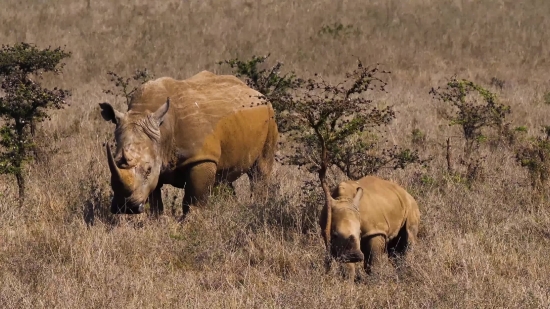 Free Stock Video Footage Pexels, Rhinoceros, Odd-toed Ungulate, Ungulate, Mammal, Safari