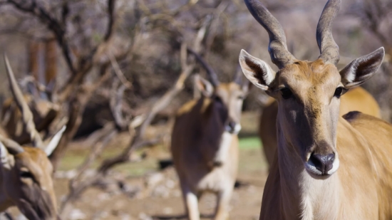 Free Stock Video For Website Background, Gazelle, Antelope, Ruminant, Impala, Wildlife