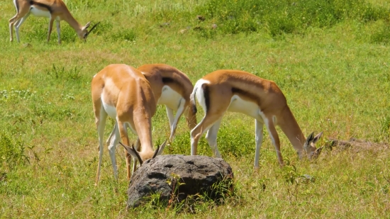 Free Stock Video Portrait, Gazelle, Antelope, Ruminant, Wildlife, Wild