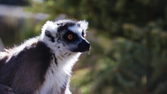 Free Stock Video Unsplash, Lemur, Primate, Mammal, Wildlife, Fur