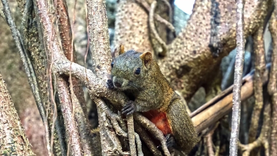 Free Stock Videos For Commercial Use, Fox Squirrel, Rodent, Tree Squirrel, Squirrel, Wildlife