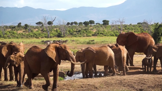 Free Stock Videos Pixels, Elephant, Mammal, Safari, Wildlife, Wild