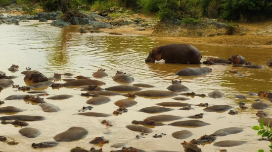 Free Vertical Stock Video Footage, Hippopotamus, Ungulate, Water, Water Buffalo, River