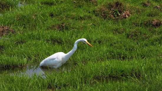 Free Vfx Stock Video Footage, Crane, Wading Bird, Bird, Heron, Egret