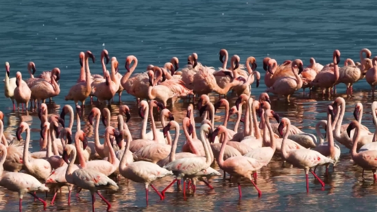 Free Video Background For Youtube, Flamingo, Wading Bird, Aquatic Bird, Bird, Water