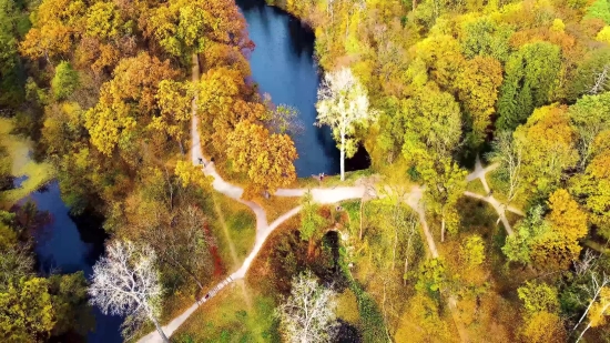 Free Video Background Loop, Shrub, Woody Plant, Gorse, Tree, Vascular Plant