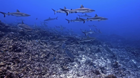 Free Video Background Loops, Hammerhead, Shark, Sea, Flying, Fish