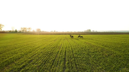 Free Video Backgrounds For Filming Editors, Wheat, Field, Rapeseed, Rural, Grass