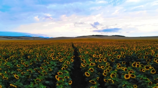 Free Video Backgrounds For Filming, Sunflower, Field, Landscape, Meadow, Rural