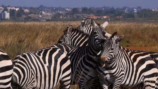 Free Video Clip Download For Youtube, Zebra, Equine, Ungulate, Safari, Wildlife