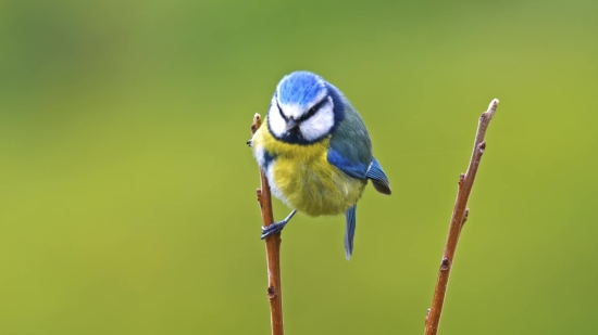 Free Video Clips Download, Jay, Bird, Wildlife, Beak, Feather