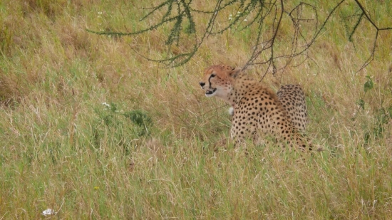 Free Video Download 4k, Cheetah, Big Cat, Feline, Safari, Wildlife