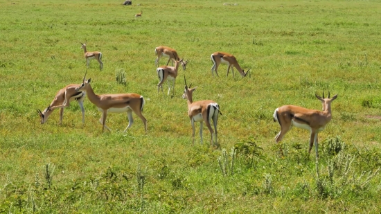 Free Video Download Pexels, Gazelle, Antelope, Impala, Ruminant, Wildlife